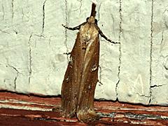 California Bomolocha